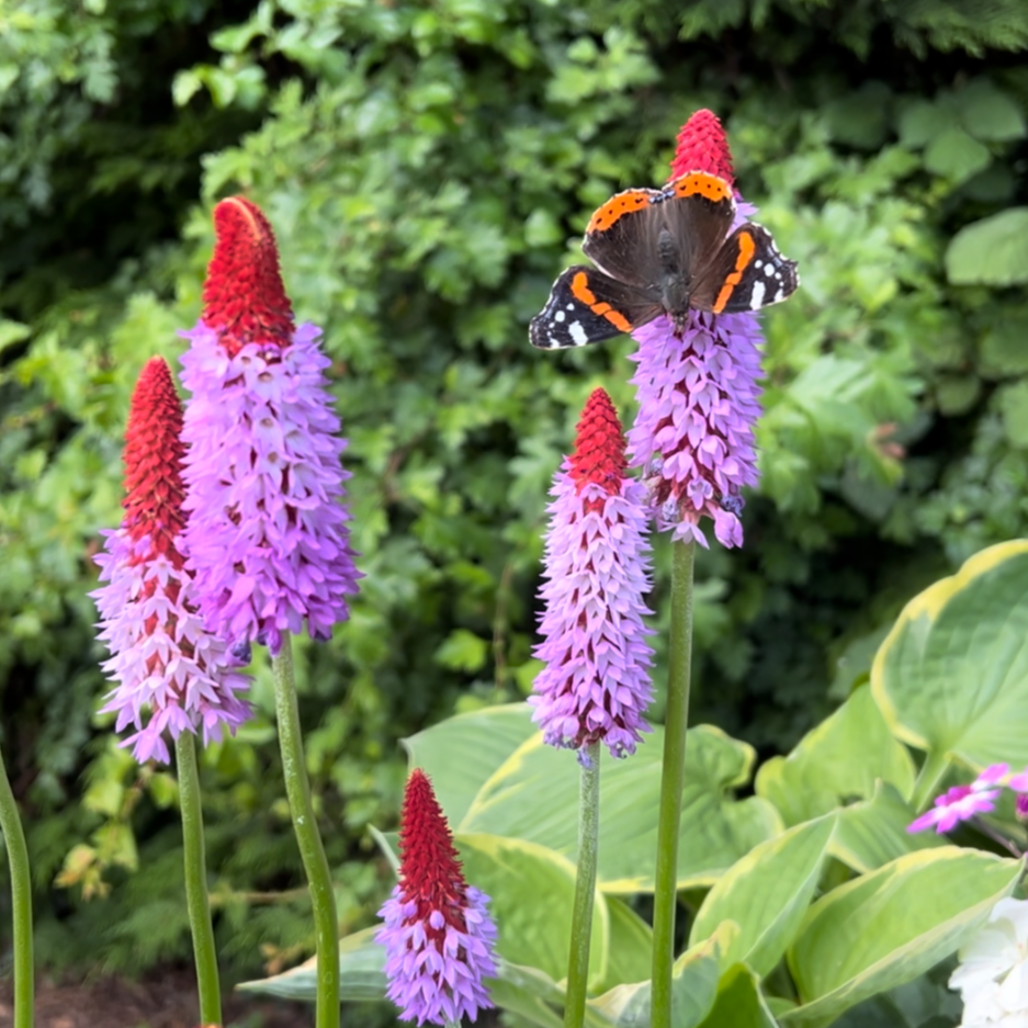 Pink Vialii Flower Seeds – Heirloom Non-GMO Primula Seeds for Striking Garden Borders