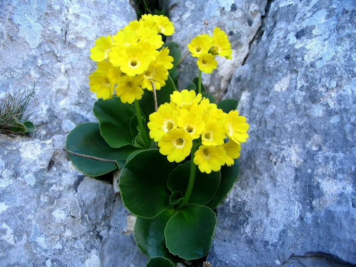 Yellow Primula Malacoides Flower Seeds - 100 pcs