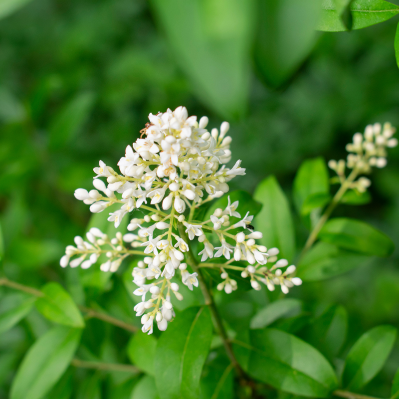 white heirloom flower seeds