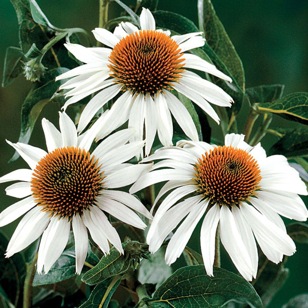 white echinacea flower seeds