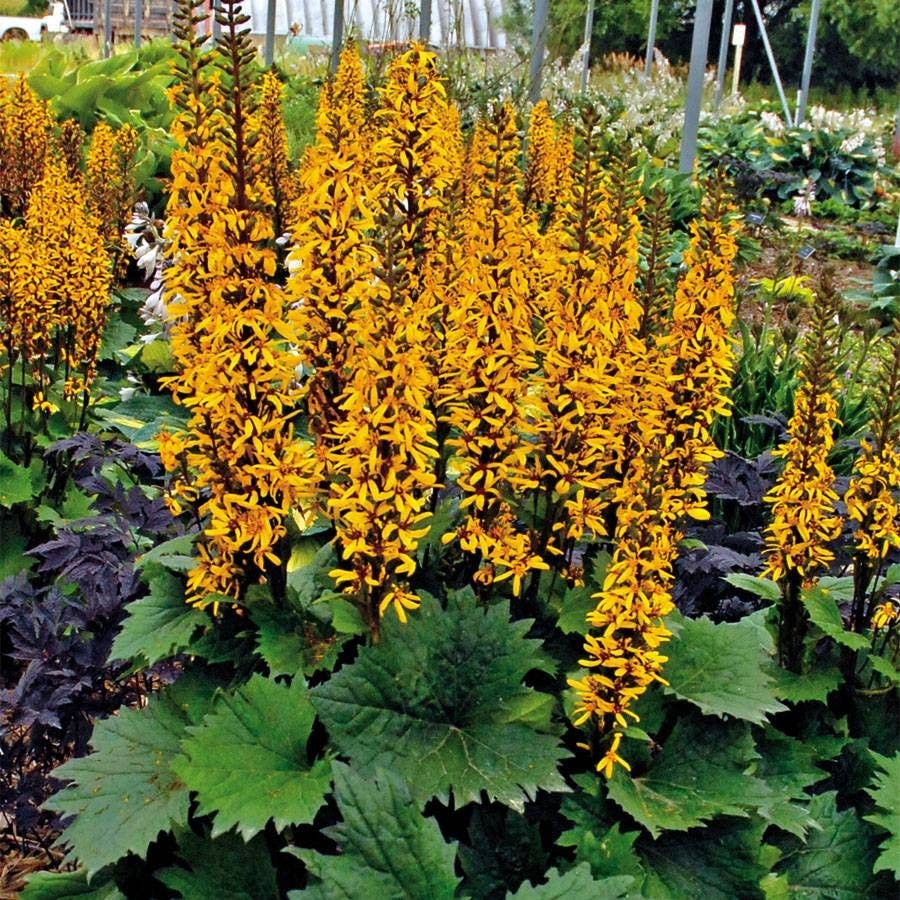 Yellow Ligularia Plant Seeds – Perennial Flower for Shade Gardens | Large Golden Blooms | Easy to Grow Garden Seeds
