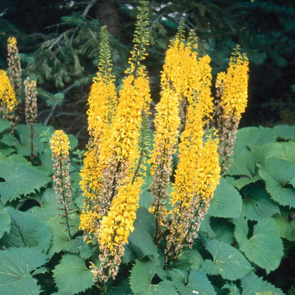 Yellow Ligularia Plant Seeds – Perennial Flower for Shade Gardens | Large Golden Blooms | Easy to Grow Garden Seeds