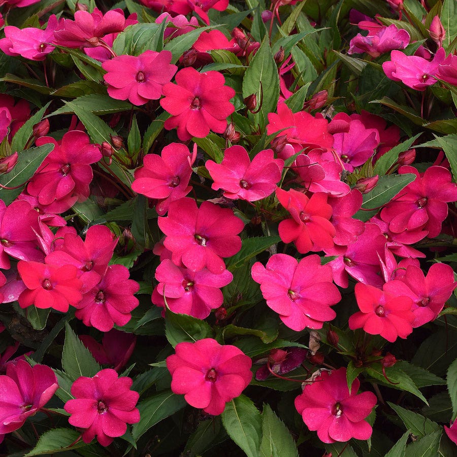 red heirloom flower seeds