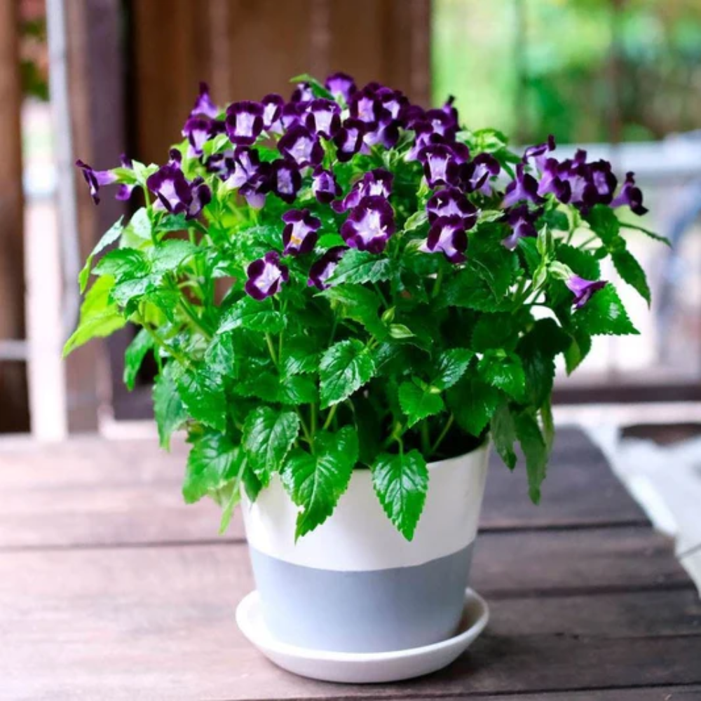 mixed torenia flower seeds