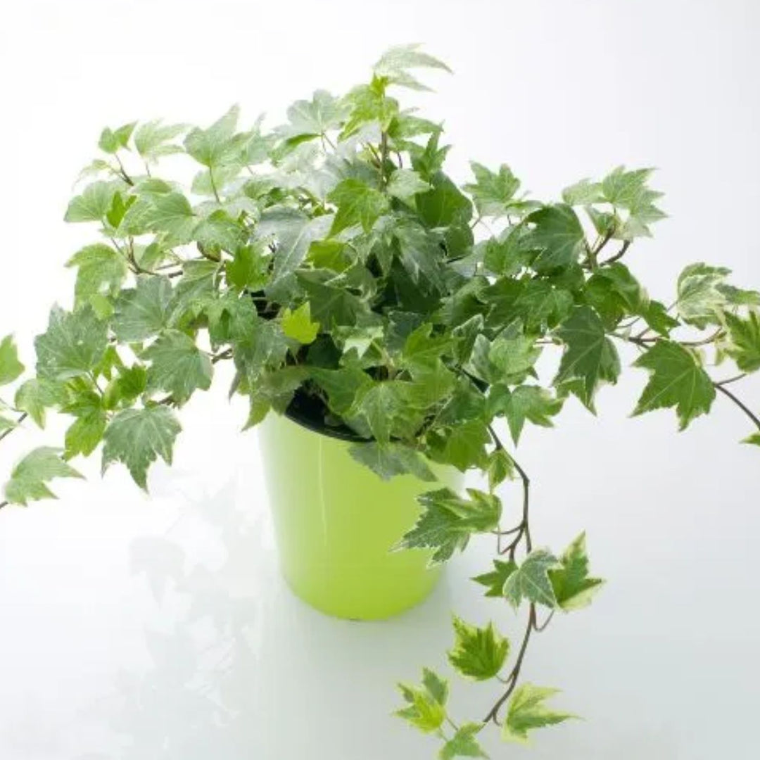 Ivy Plant Seed Set for Lush, Greenery in Your Garden  100 pcs