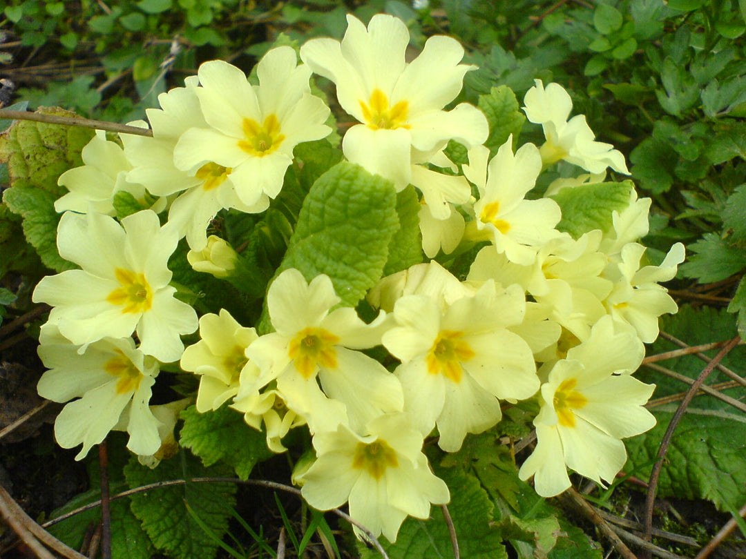europe primrose flower seeds