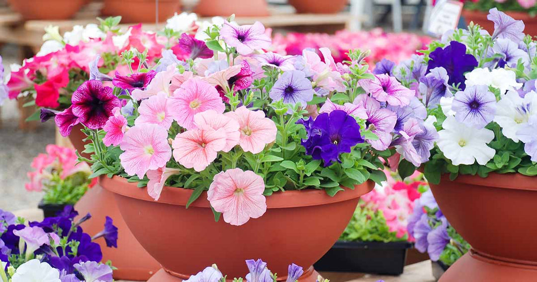 lila petunia flower seeds