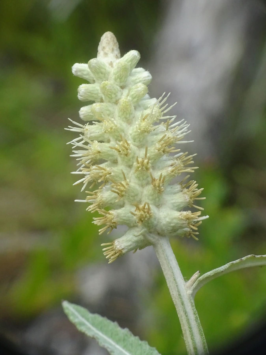 pterocaulon flower flower seeds