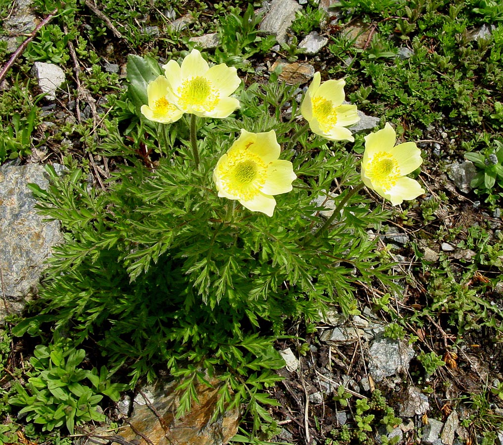 Light Green Anemone Pulsatilla Flower Seeds for Planting – Heirloom, Non-GMO, High Germination Unique Perennial Blooms