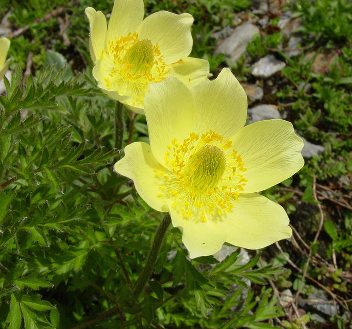 Light Green Anemone Pulsatilla Flower Seeds for Planting – Heirloom, Non-GMO, High Germination Unique Perennial Blooms