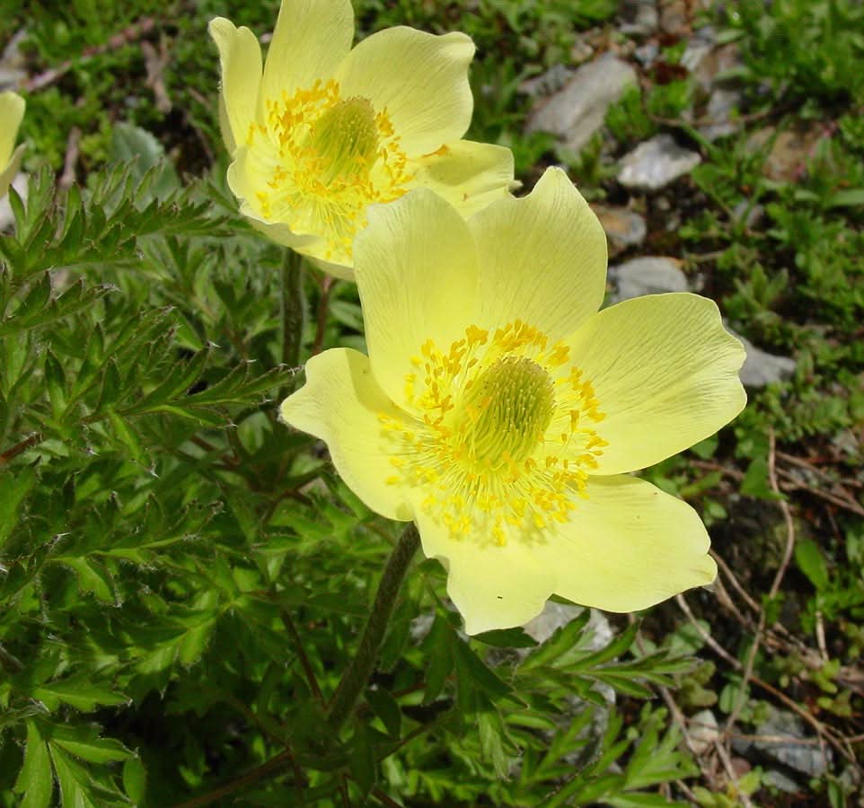 green heirloom flower seeds