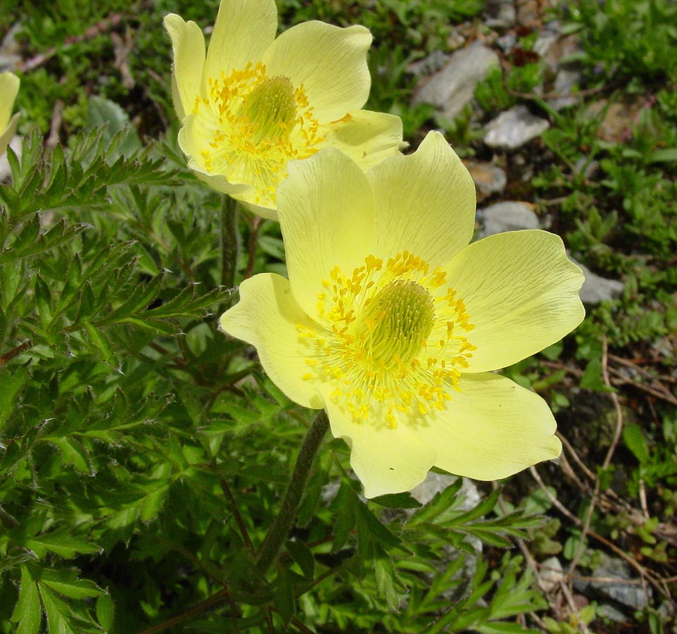 Gule Anemone Pulsatilla frø til udplantning - 100 stk