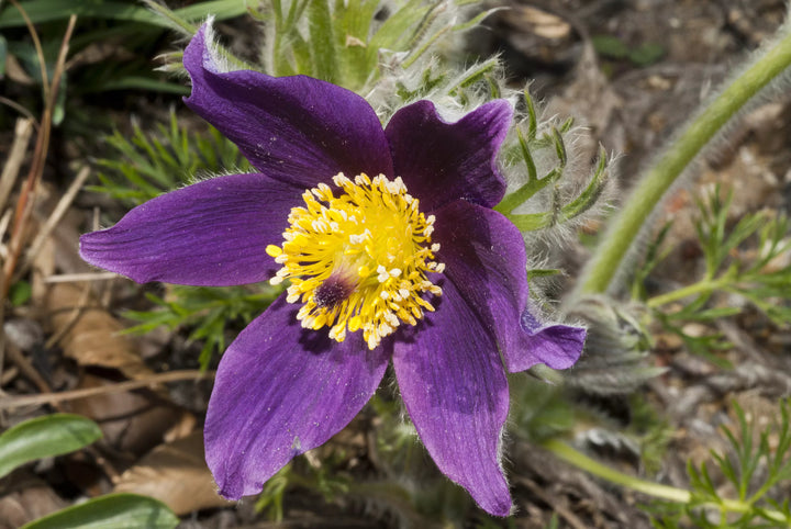 Purple Pasque Flower Seeds – Heirloom Non-GMO Perennial Seeds for Vibrant Garden Displays