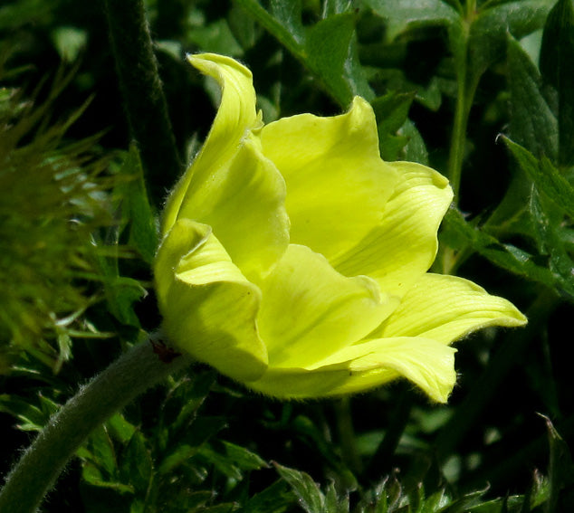 Yellow Anemone Pulsatilla Seeds for Planting - 100 pcs