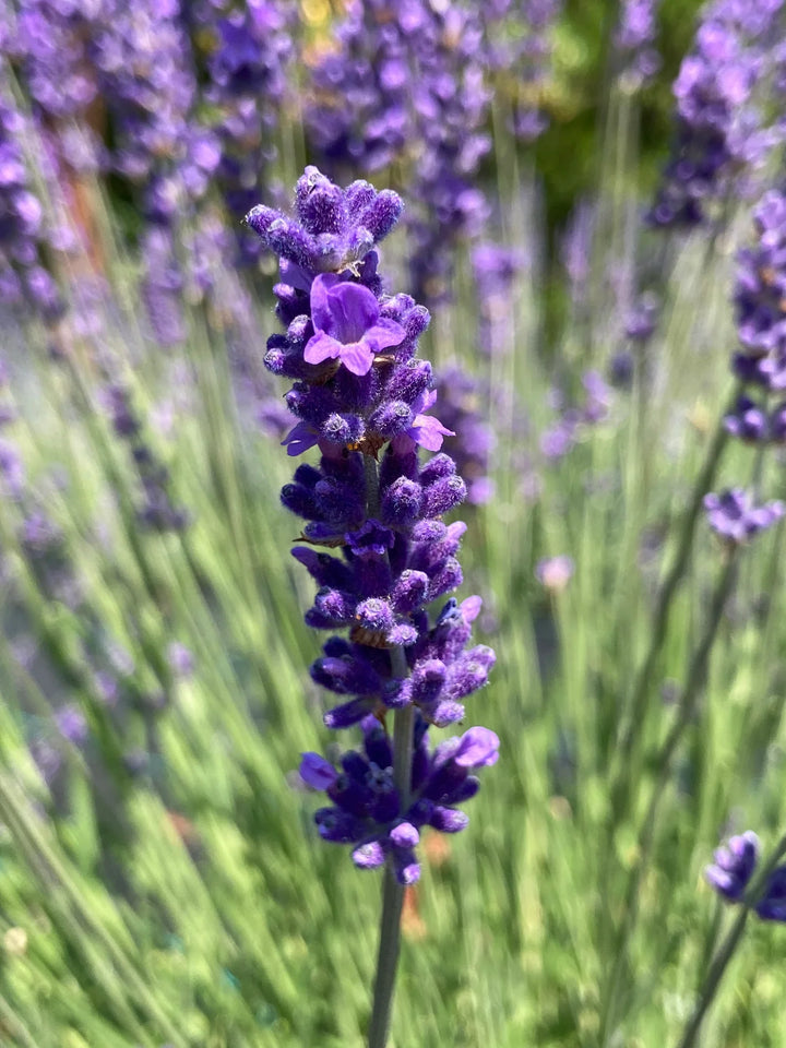 Lavendel Provence blomsterfrø til plantning - 100 stk