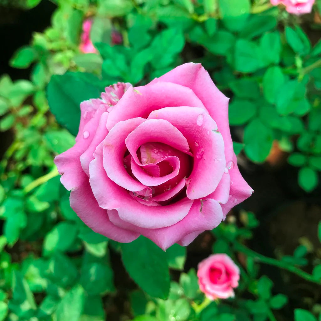 Barbara Streisand Lavendel Rose Blomsterfrø til udplantning 100 stk