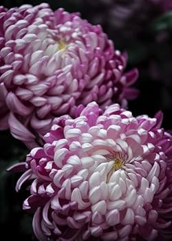 Purple White Chrysanthemum Flower Seeds for Planting - 100 pcs