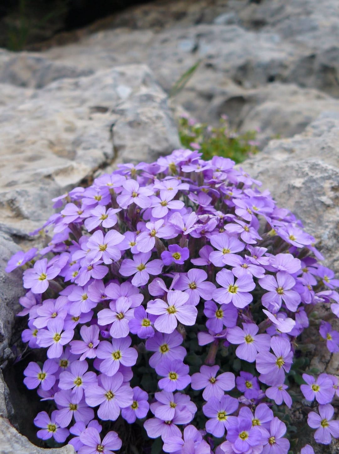 aubrieta flower flower seeds
