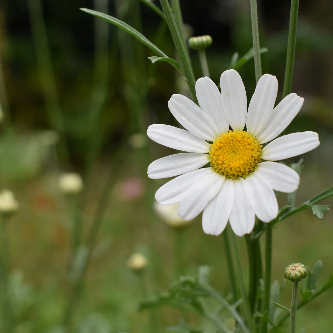 pyrethrum plant seeds Heirloom Non-GMO Pyrethrum Seeds for Planting – Neeraseeds
