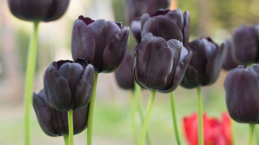 Tulip Flower Seeds Black for Planting, 100 pcs