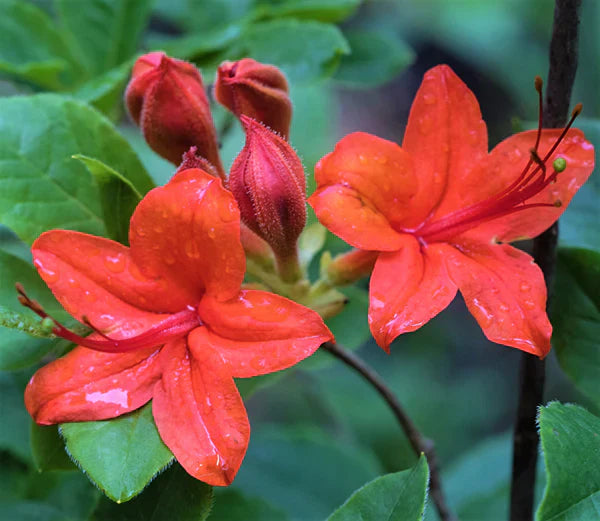 cumberland rhododendron flower seeds