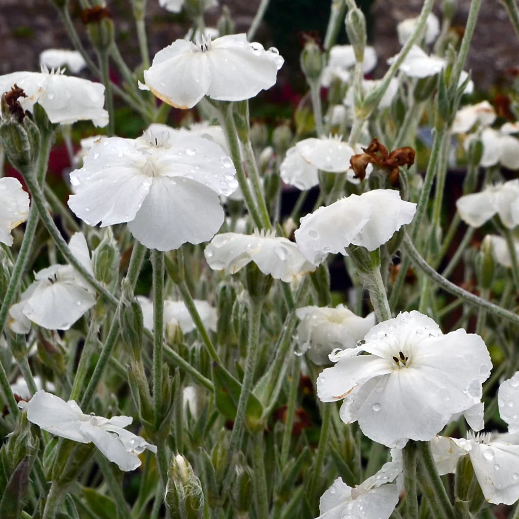 white organic flower seeds