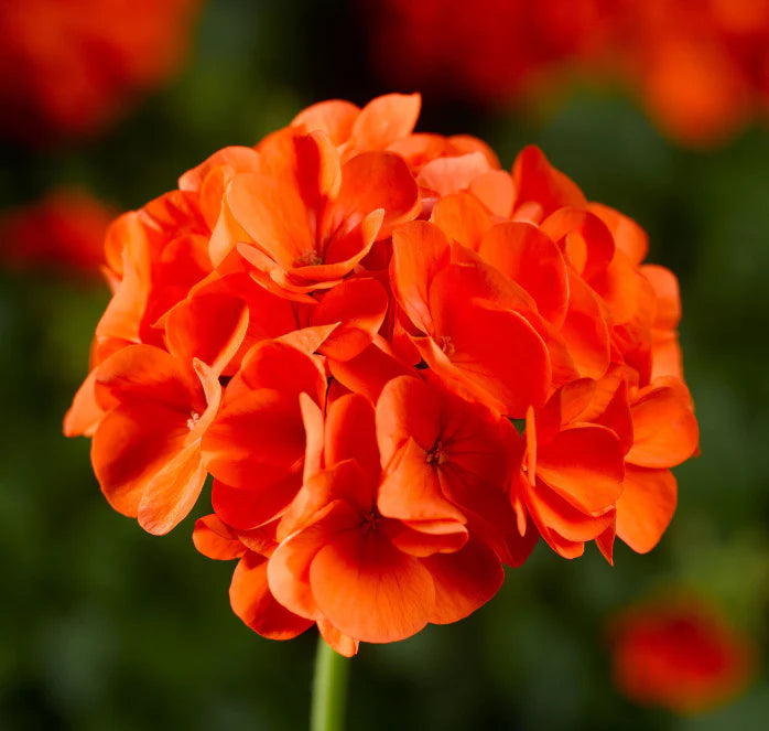 Light Orange Geranium Seeds – Heirloom, Non-GMO Seeds for Planting Vibrant Garden Blooms