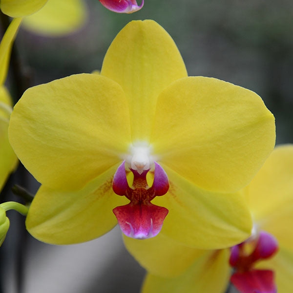 Yellow Pink Phalaenopsis Orchid Seeds for Planting 100 pcs