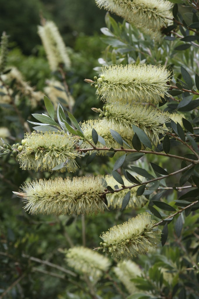 Light Green Callistemon Flower Seeds - 100 pcs