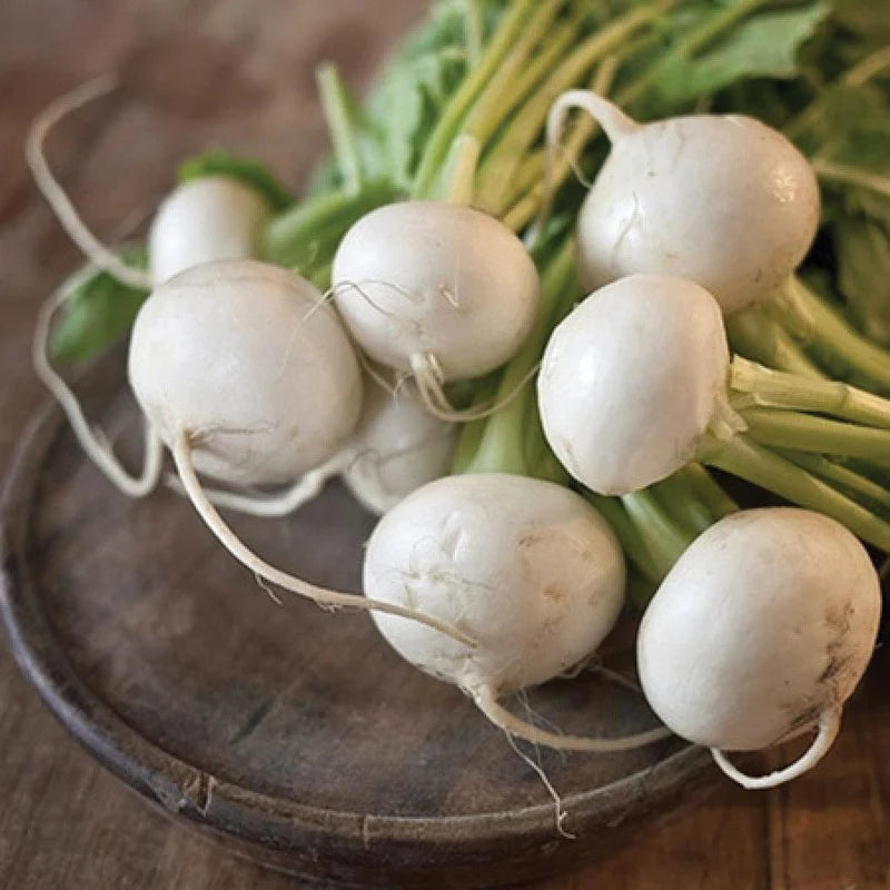 Turnip Shogoin Vegetable Seeds for Planting - heirloom and Non-GMO Garden Seeds