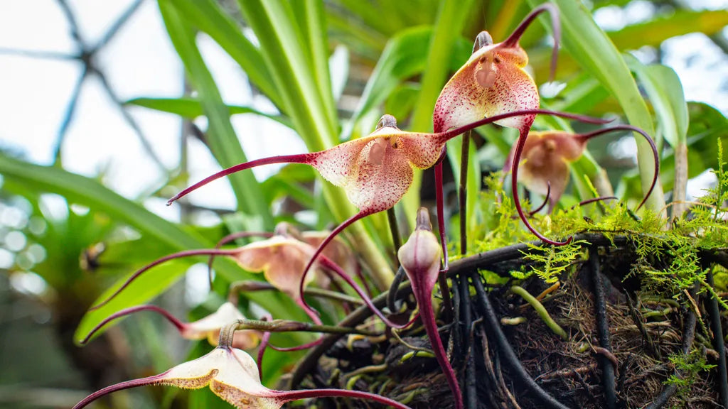 orchid plant seeds Buy Monkey Face Orchid Flower Seeds