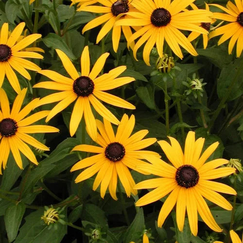 Rudbeckia fulgida ‘Goldsturm’ Black-Eyed Susan flower seeds - Heirloom &amp; Non-GMO garden seeds