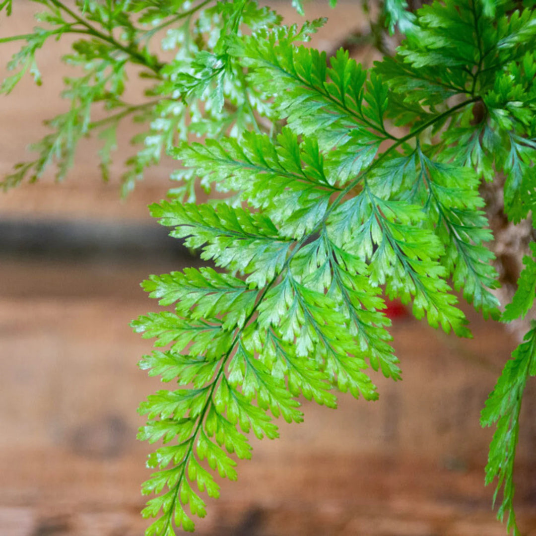 fern plant seeds Heirloom Non GMO Fern Green Plant Seeds for Planting