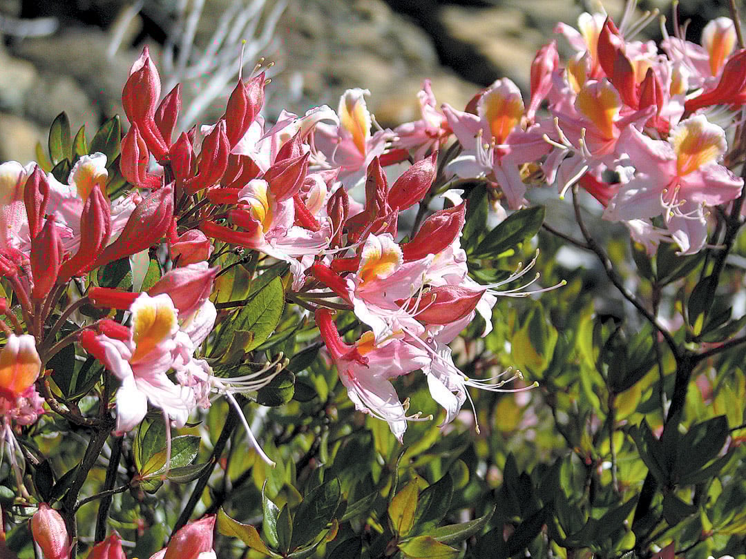 Heirloom Non-GMO Western Azalea Flower Seeds for Planting – Fragrant Rhododendron Occidentale Seeds for Pollinator Gardens