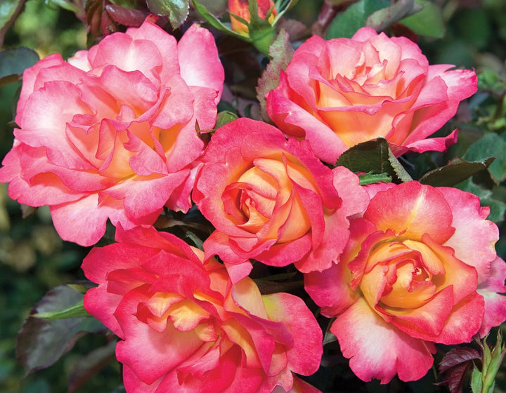 Sorbet Roses Floribunda Seeds for Planting – Heirloom Non-GMO Flower Garden Seeds | High Germination