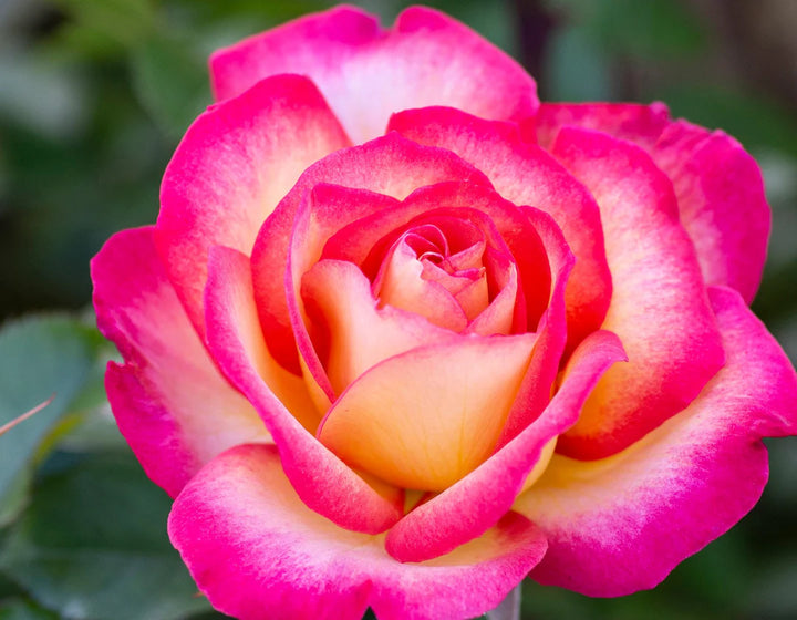 Sorbet Roses Floribunda Seeds for Planting – Heirloom Non-GMO Flower Garden Seeds | High Germination