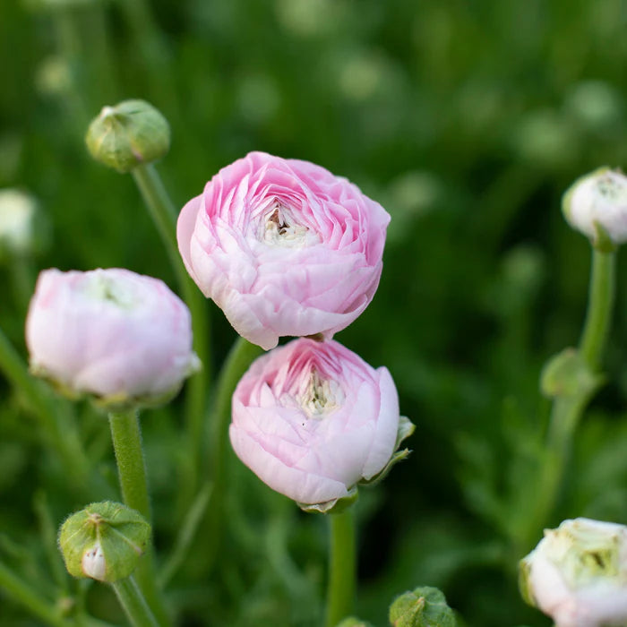 Ranunculus Highline Chamallow Flower Seeds for planting - Heirloom and Non-GMO garden seeds