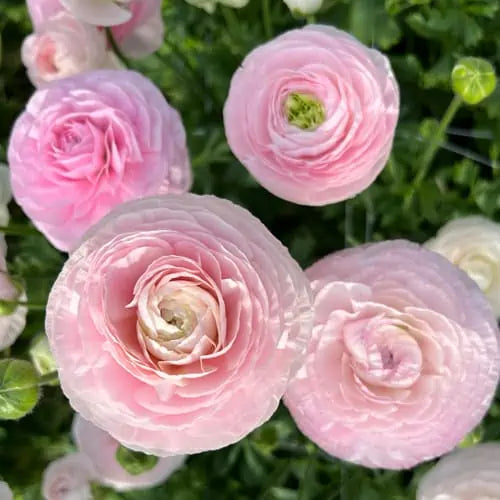 Ranunculus Highline Chamallow Flower Seeds for planting - Heirloom and Non-GMO garden seeds