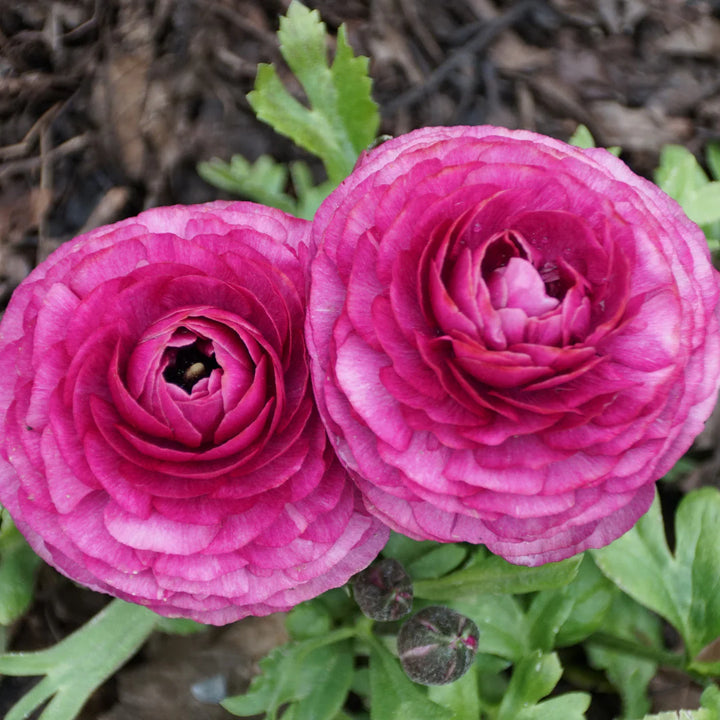 Baby Pink Ranunculus Blomsterfrø til udplantning, 100 stk