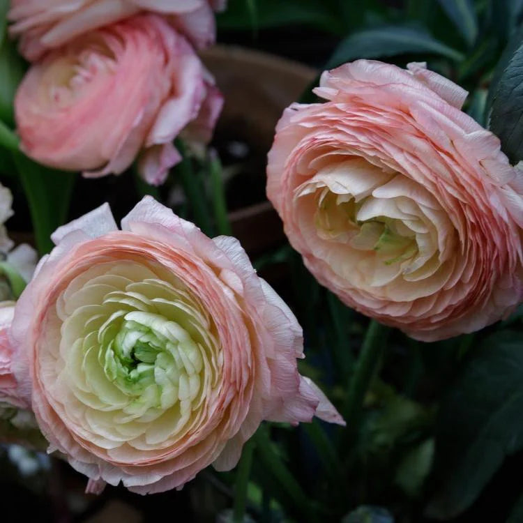 Ranunculus Highline Marshmellow Flower  Seeds for Planting - Heirloom and Non-GMO garden seeds