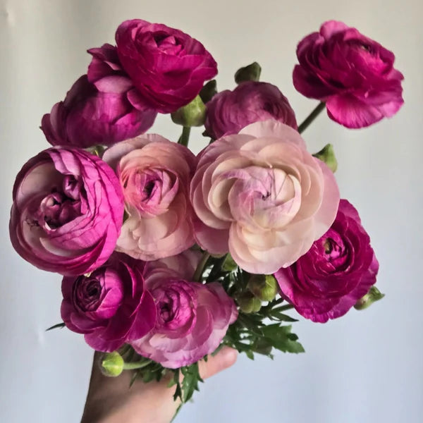 purple ranunculus flower seeds