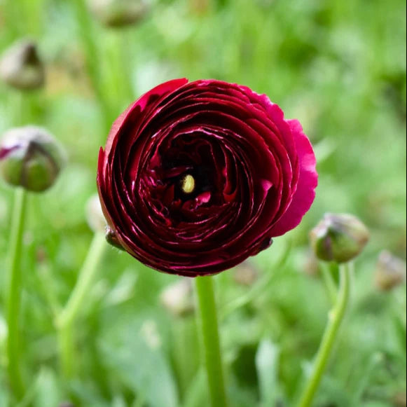Ranunculus Highline Wine Flower Seeds for Planting - Heirloom and Non-GMO garden seeds