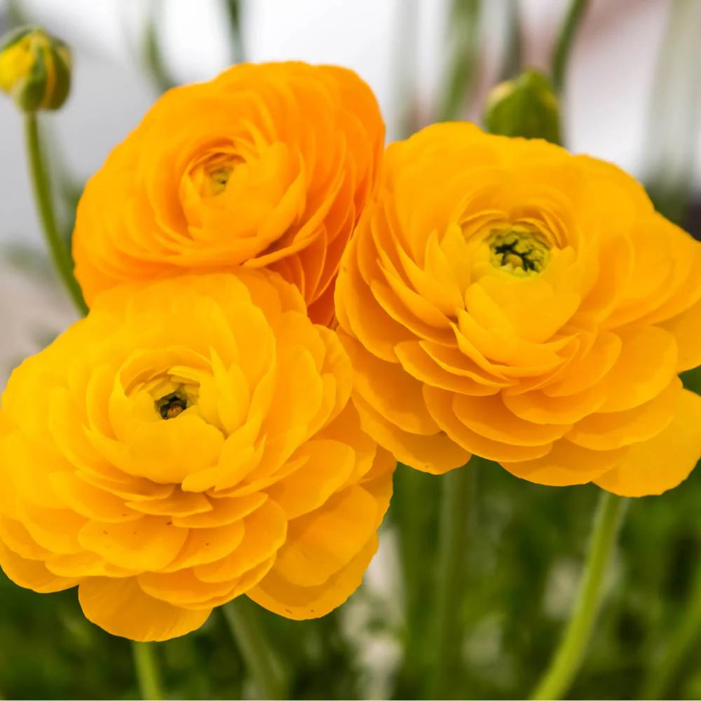 Yellow Ranunculus Flower Seeds for Planting - 100 pcs