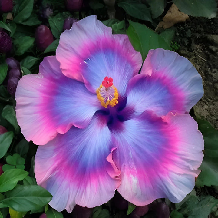 Giant Hibiscus Flower Seeds for Planting – Heirloom, Non-GMO Seeds for Large Vibrant Blooms