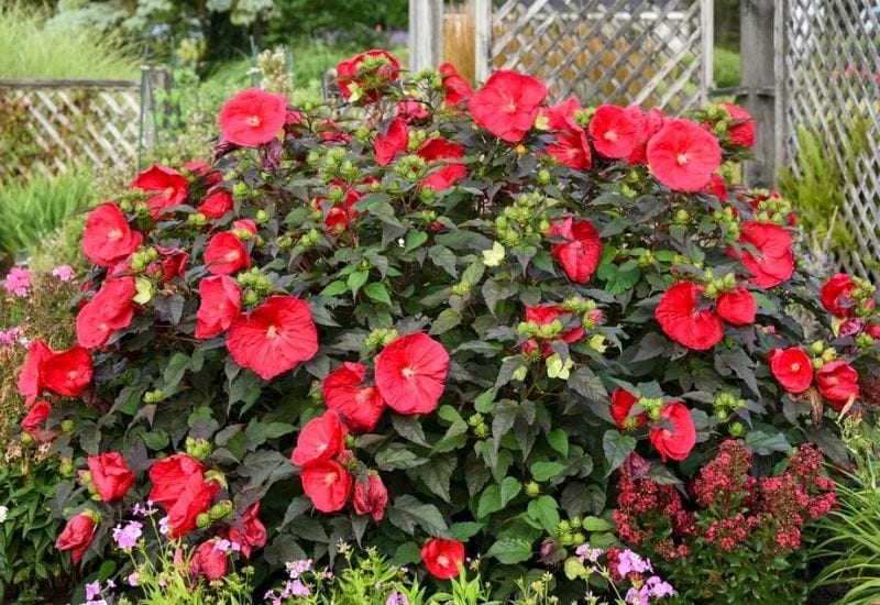 red orange flower seeds