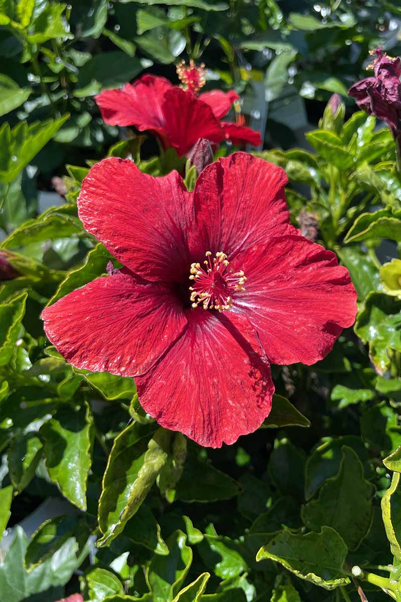 Maroon Hibiscus Flower Seeds for Planting – Heirloom, Non-GMO, High Germination Organic Garden Seeds