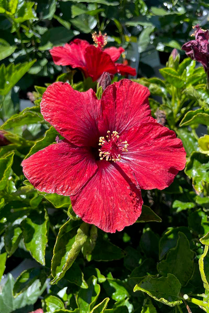 Maroon Hibiscus Flower Seeds for Planting – Heirloom, Non-GMO, High Germination Organic Garden Seeds