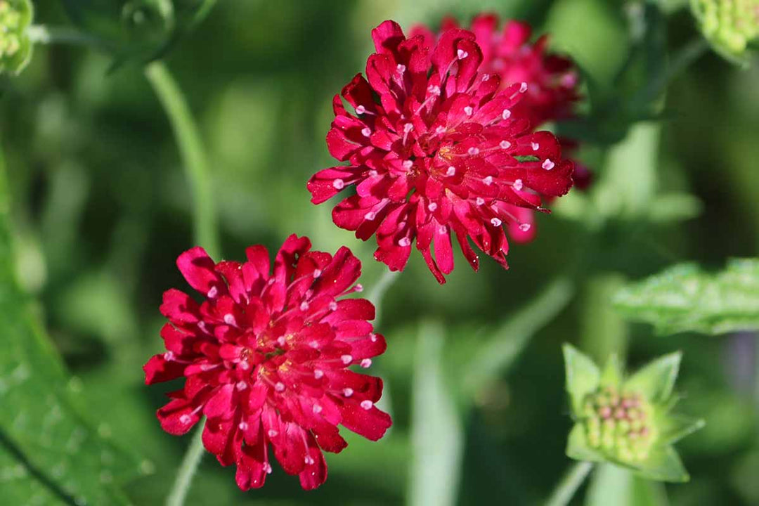 Organic Heirloom Non-GMO Red Pincushion Seeds for Planting – Unique Garden Blooms