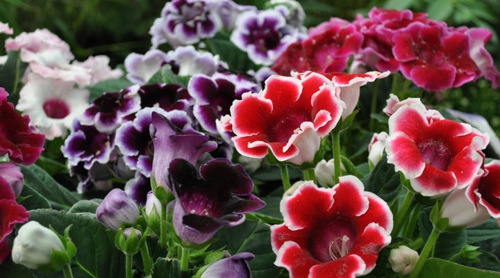 Heirloom Non-GMO Gloxinia Flower Seeds for Planting – Vibrant Indoor Garden Blooms