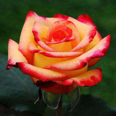 Yellow Light Red Rose Flower Seeds for Planting 100 pcs